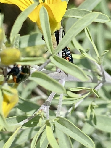 iNaturalist observation photo of Harlequin Bug