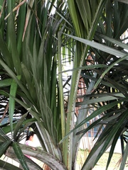 Pseudophoenix sargentii