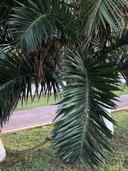 Pseudophoenix sargentii