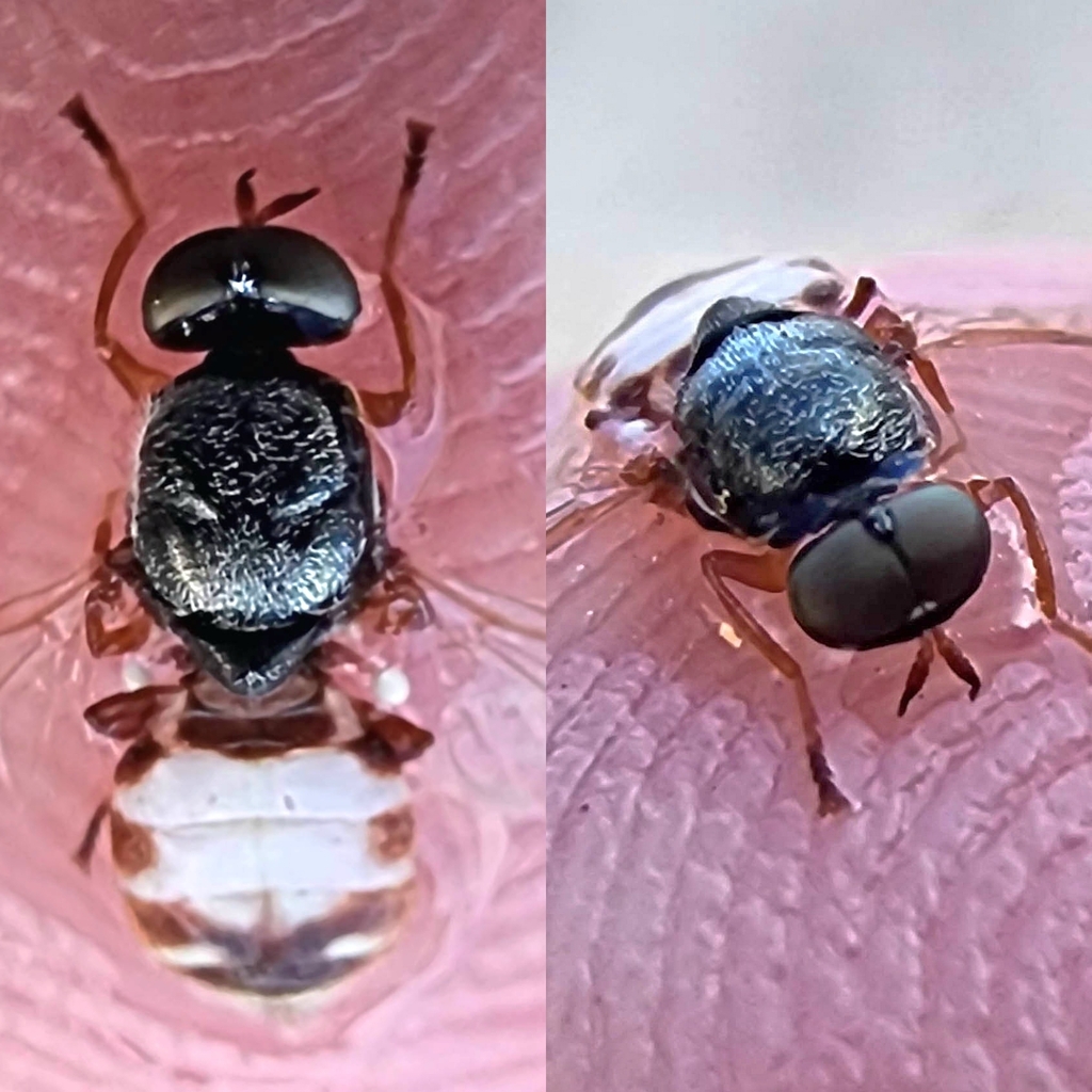 Brachycara maculata