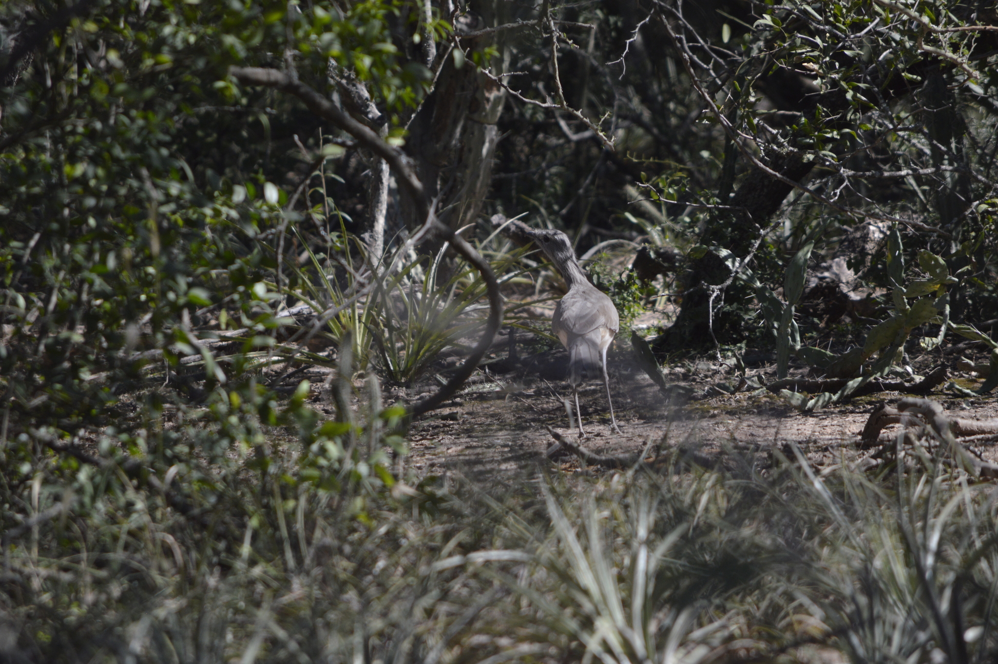 Black-legged Seriema (Chunga burmeisteri), photo 9