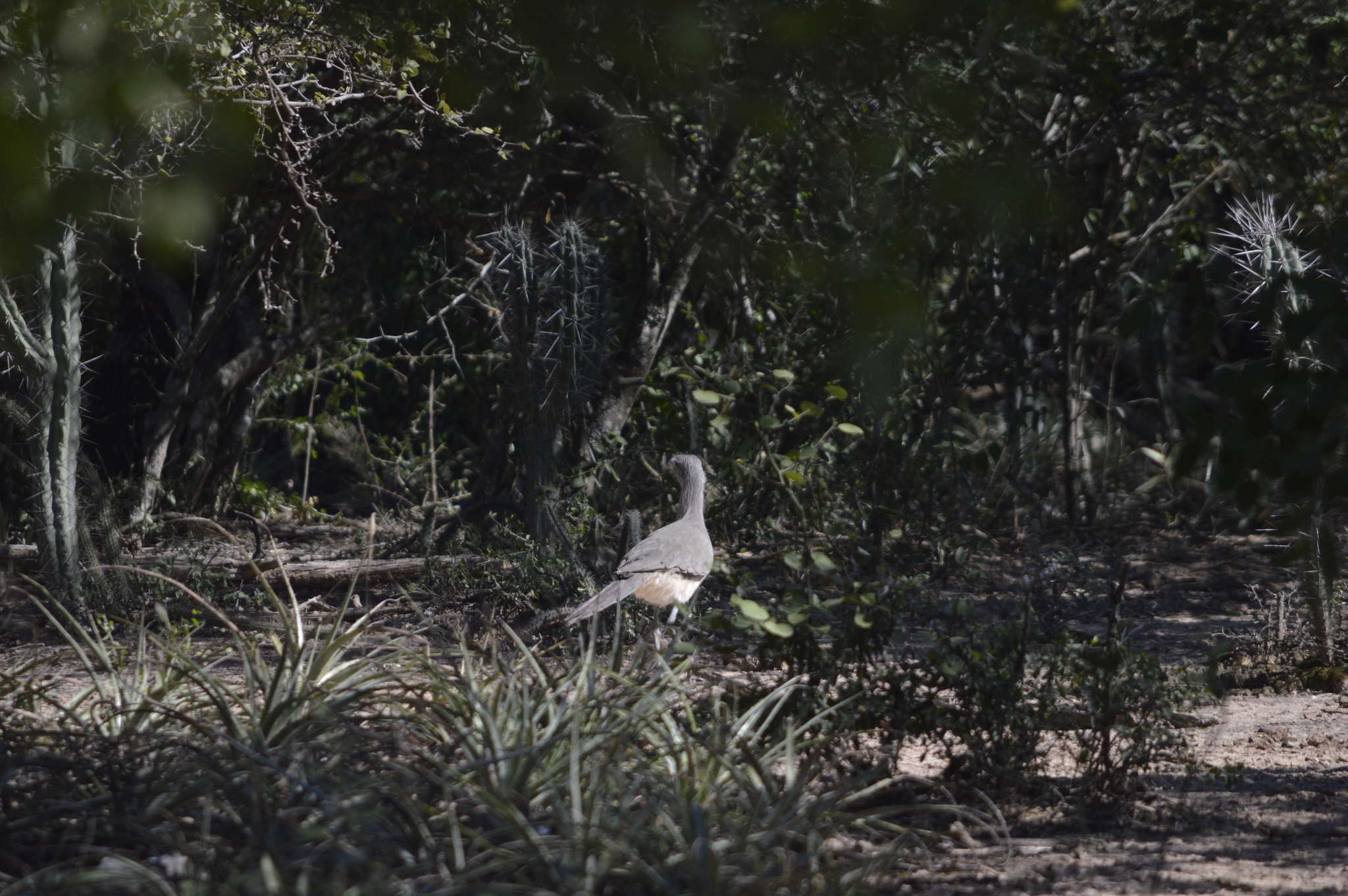 Black-legged Seriema (Chunga burmeisteri), photo 10