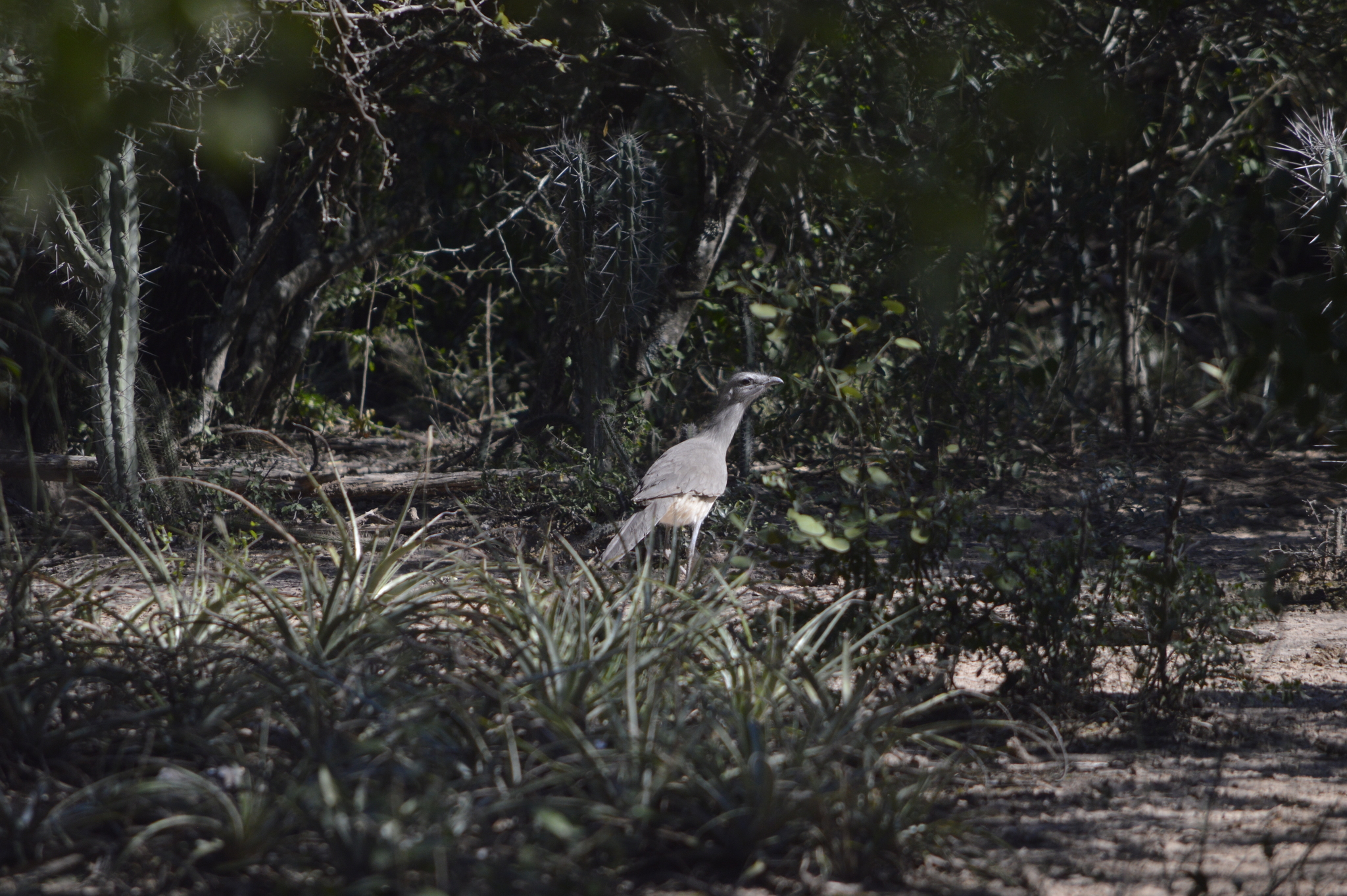 Black-legged Seriema (Chunga burmeisteri), photo 6