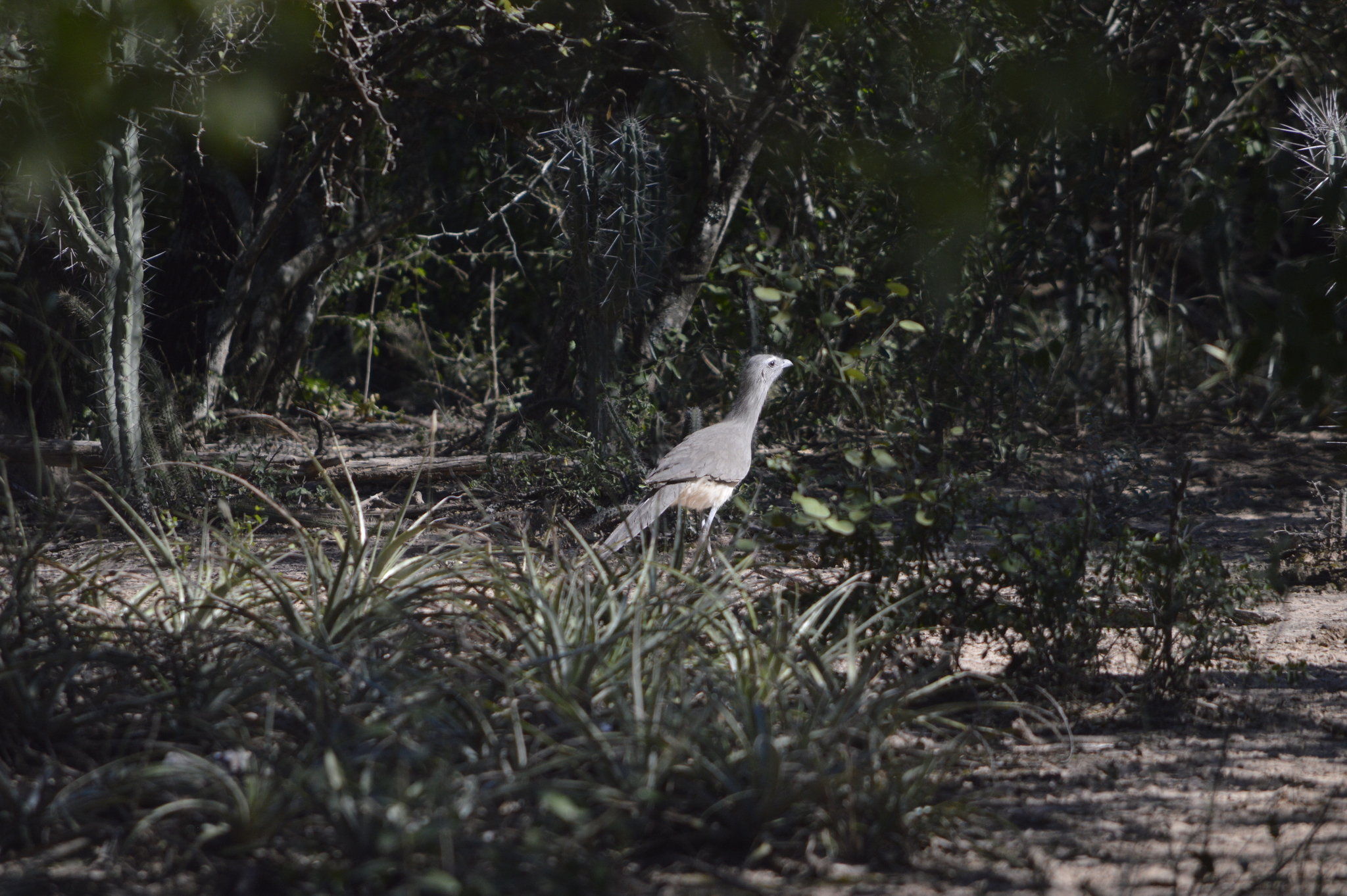 Black-legged Seriema (Chunga burmeisteri), photo 8