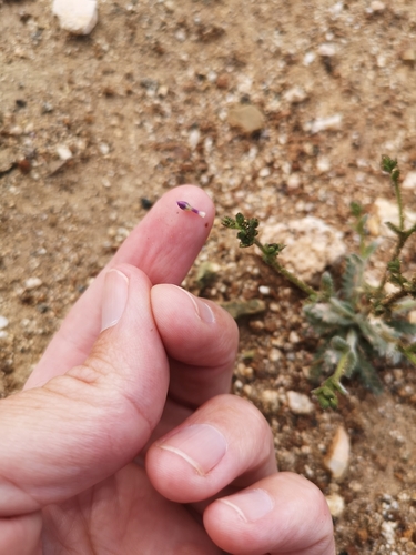 Image of Gilia modocensis by (c) Jordan Zylstra, some rights reserved (CC BY)