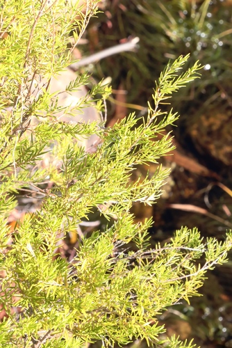 Image of Brunia africana by (c) Tony Rebelo, some rights reserved (CC BY-SA)