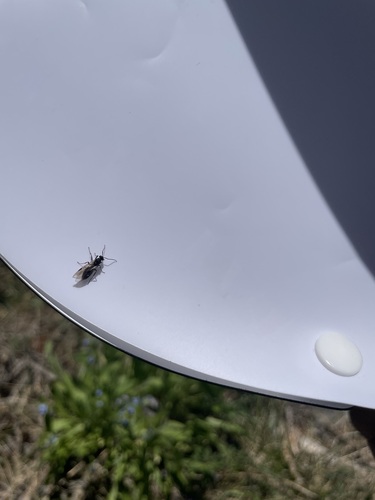 iNaturalist observation photo of Ants