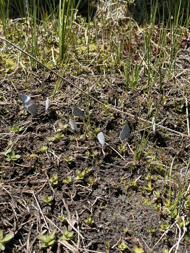 iNaturalist observation photo of Echo Azure