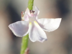 Lobelia patula