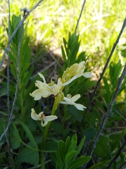 Orchis provincialis