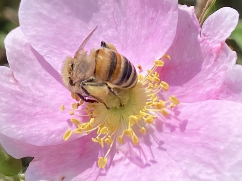 iNaturalist observation photo of Western Honey Bee