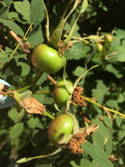 Rosa nutkana hispida