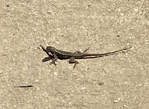 iNaturalist observation photo of Western Fence Lizard