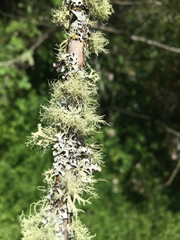 Usnea cornuta