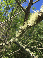 Usnea cornuta