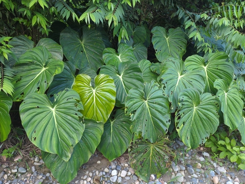 Philodendron pastazanum, photograph 4