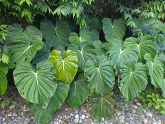 Philodendron pastazanum, photograph (c) Tom Field, some rights reserved (CC BY)