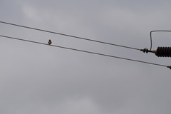 Haemorhous mexicanus