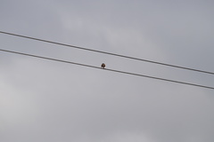 Haemorhous mexicanus