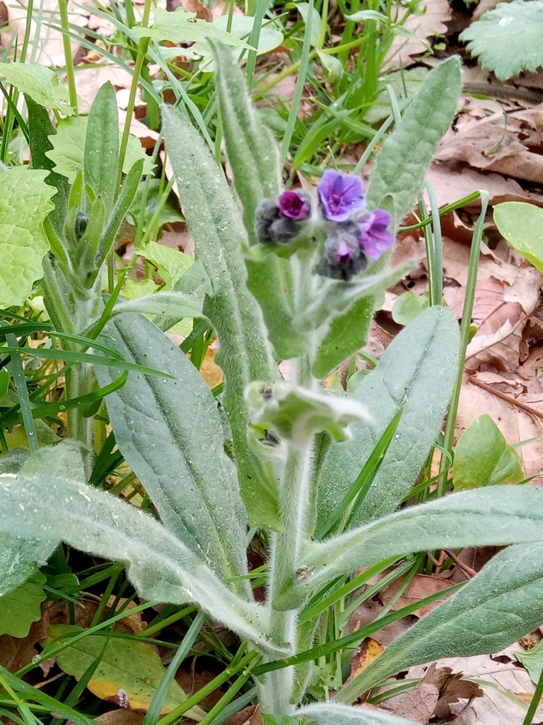 Cynoglossum maghrebicum