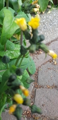 Sonchus oleraceus