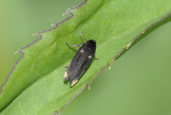 Scythris sinensis