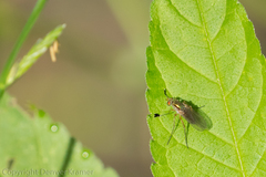 Dolichopus pulchrimanus