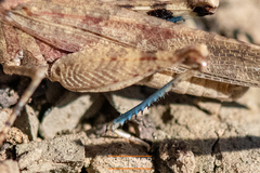 Trimerotropis occidentalis