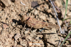 Trimerotropis occidentalis