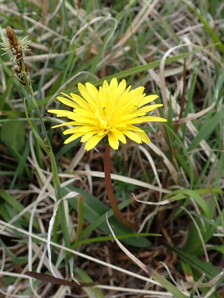 Irish dandelion