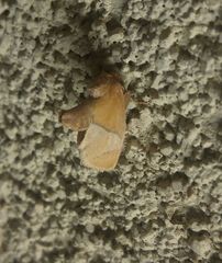 Apoda latomia