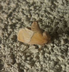 Apoda latomia