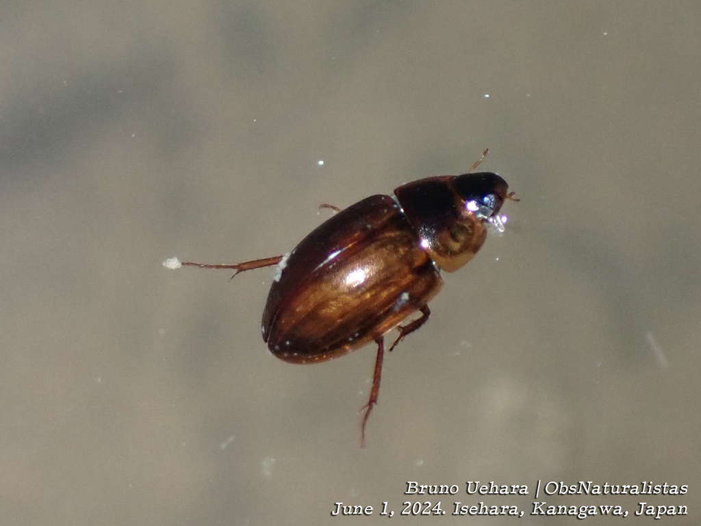 Enochrus simulans from Godo, Isehara, Kanagawa 2591138, Japão on June