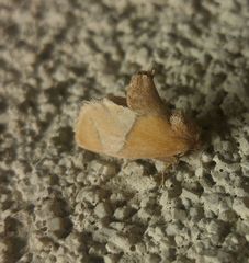 Apoda latomia
