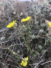 Malacothrix foliosa foliosa