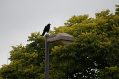 Corvus brachyrhynchos