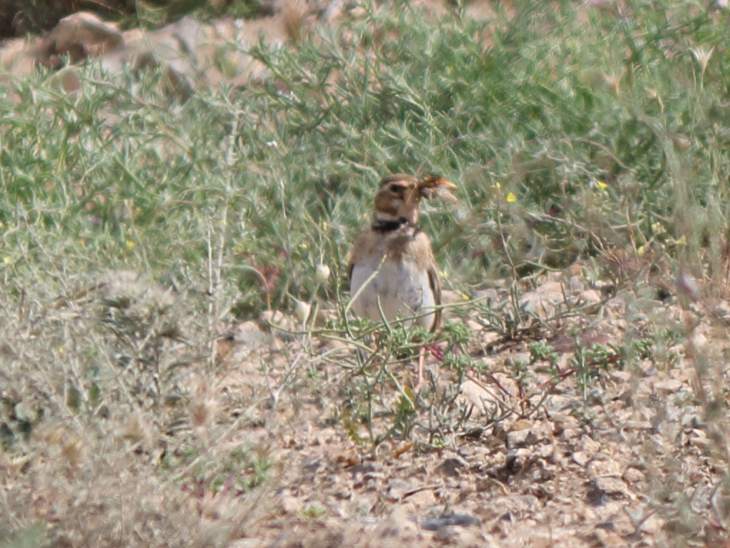 Bimaculated Lark (Melanocorypha bimaculata)