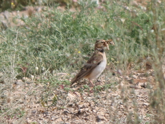 Melanocorypha bimaculata