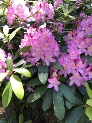 Rhododendron catawbiense