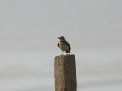 Melanocorypha bimaculata