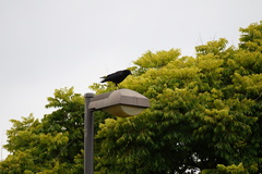 Corvus brachyrhynchos