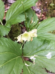 Cardamine enneaphyllos