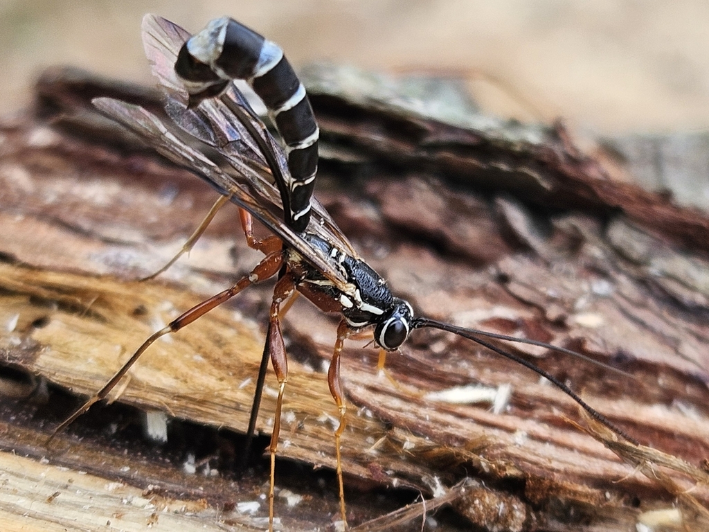 Rhyssa howdenorum