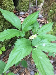 Cardamine enneaphyllos