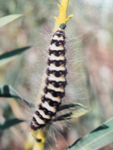 Acronicta dentinosa