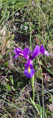 Image of Iris boissieri by (c) Jose Castro, some rights reserved (CC BY)