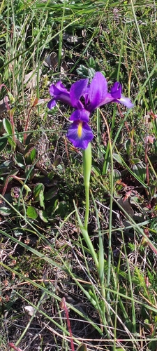 Image of Iris boissieri by (c) Jose Castro, some rights reserved (CC BY)