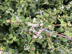 Ceanothus jepsonii