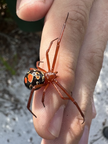 red widow