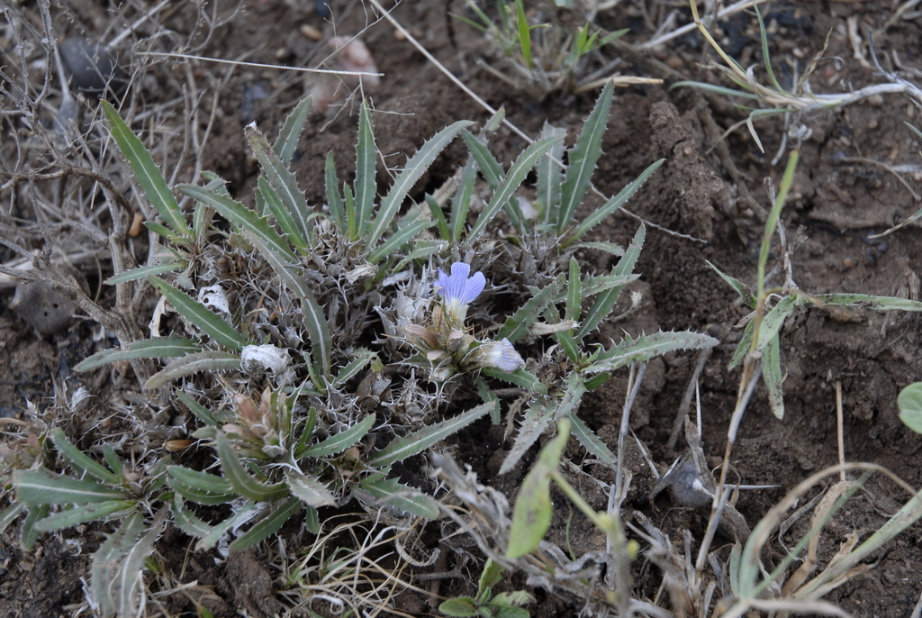 Blepharis boranensis